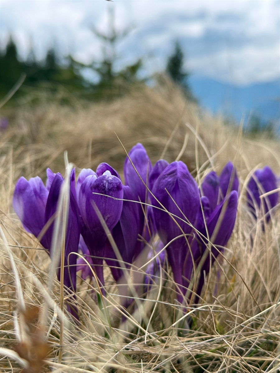 Крокуси на Кукулі