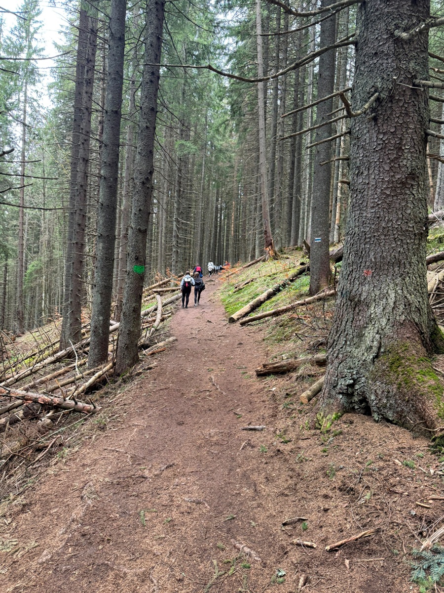 Чи варто йти в похід на Кукул, коли квітнуть крокуси: пригоди журналістки