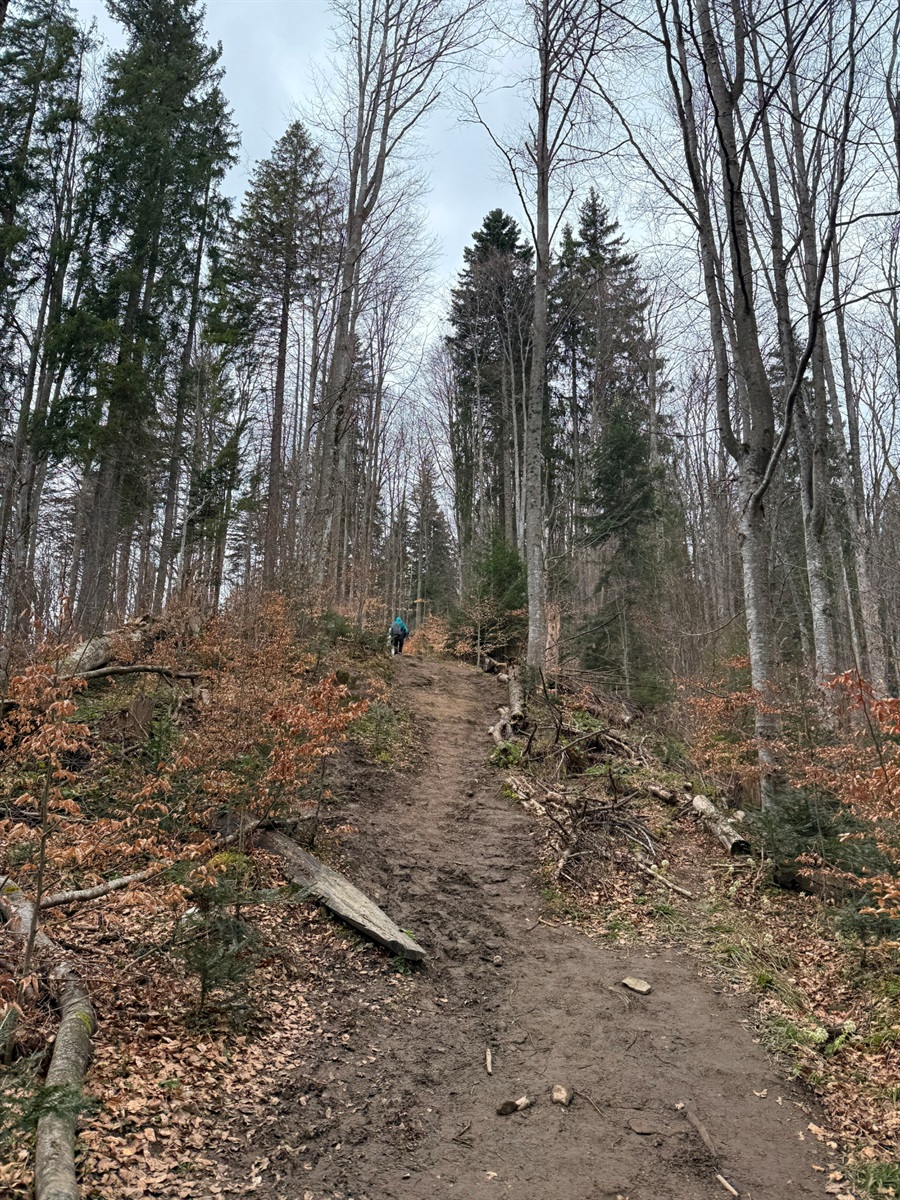 Чи варто йти в похід на Кукул, коли квітнуть крокуси: пригоди журналістки