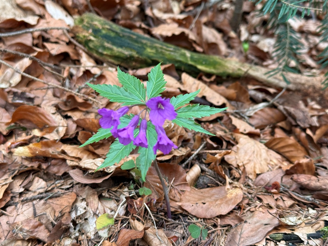 Зубниця залозиста