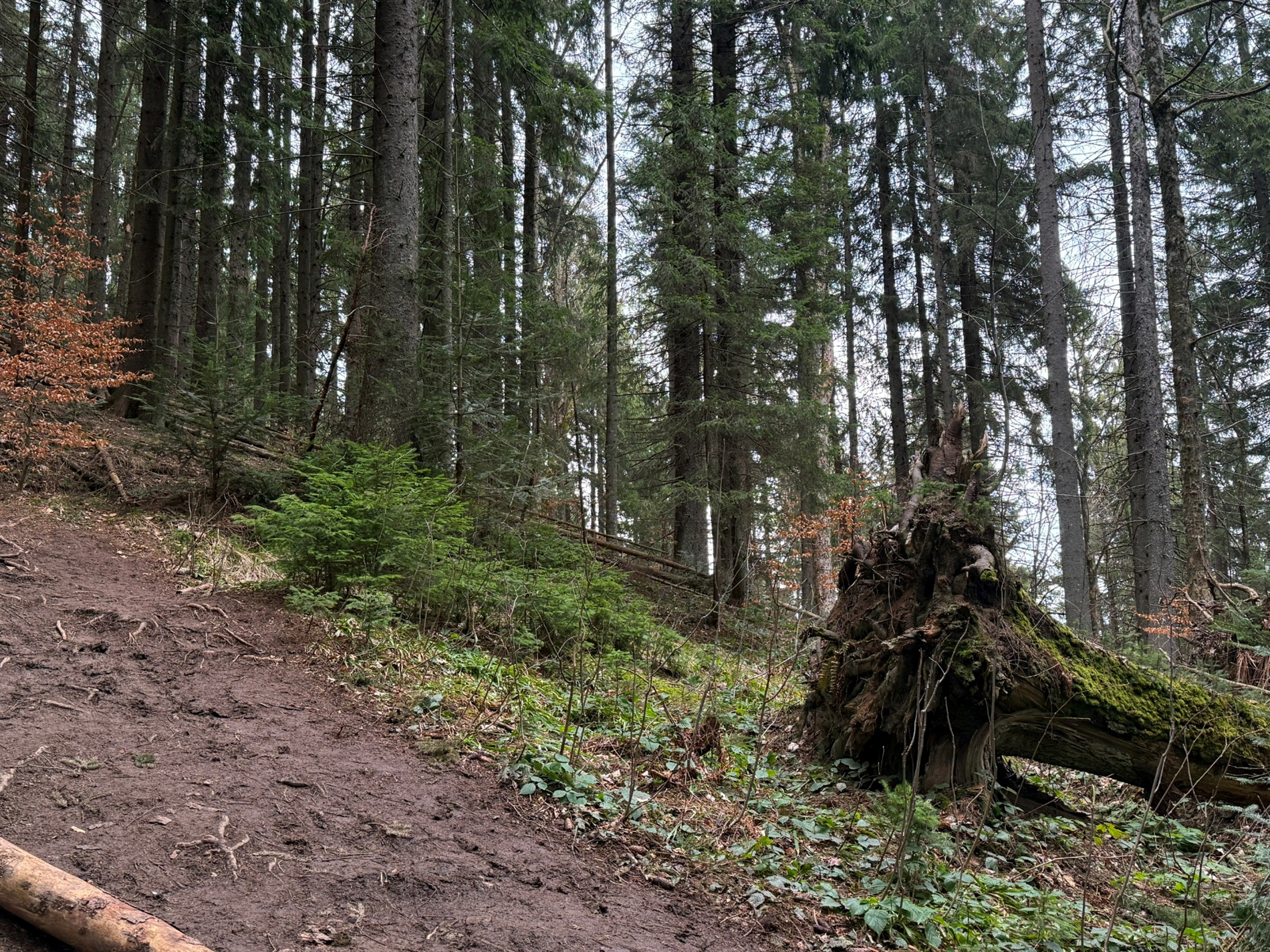 Чи варто йти в похід на Кукул, коли квітнуть крокуси: пригоди журналістки