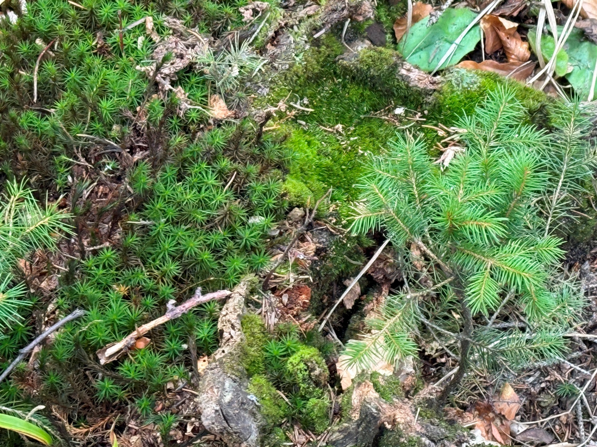 Чи варто йти в похід на Кукул, коли квітнуть крокуси: пригоди журналістки