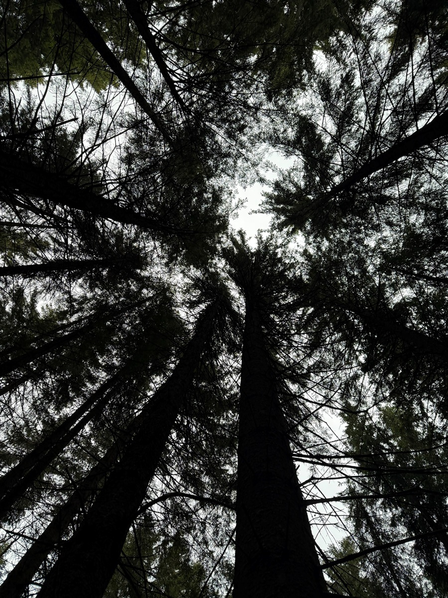 Чи варто йти в похід на Кукул, коли квітнуть крокуси: пригоди журналістки