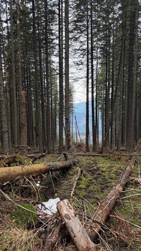 Чи варто йти в похід на Кукул, коли квітнуть крокуси: пригоди журналістки