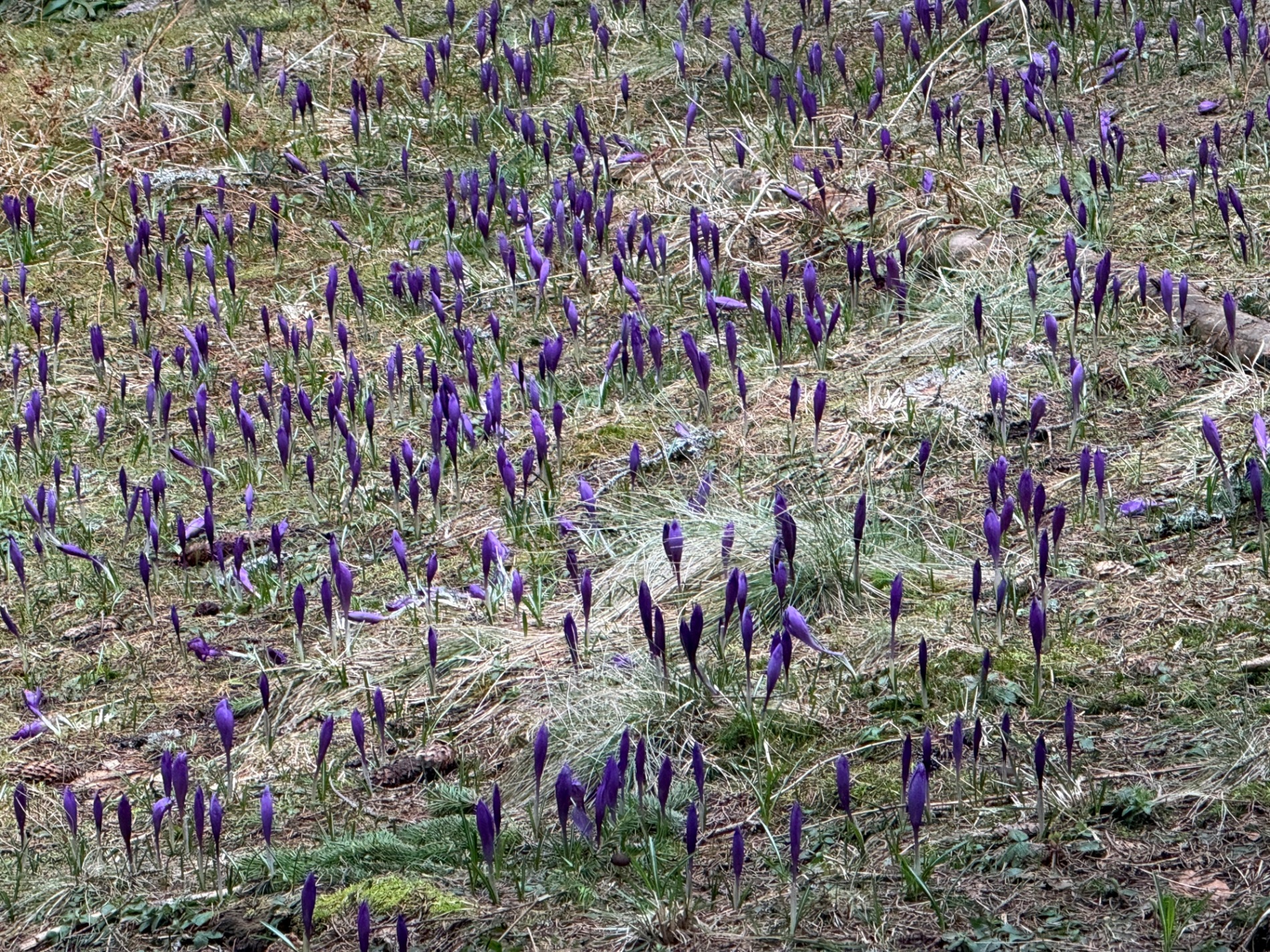 Чи варто йти в похід на Кукул, коли квітнуть крокуси: пригоди журналістки