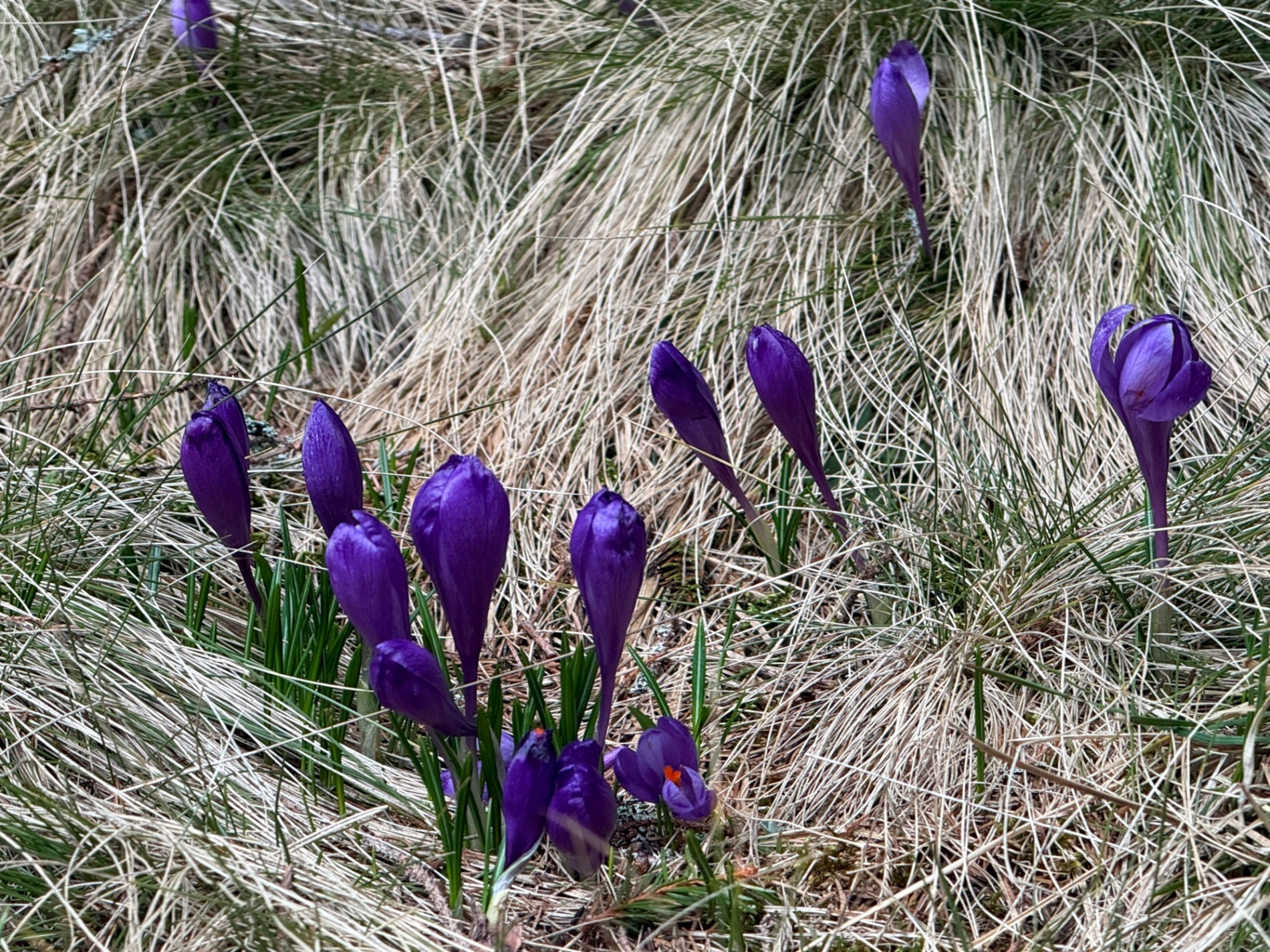 Чи варто йти в похід на Кукул, коли квітнуть крокуси: пригоди журналістки