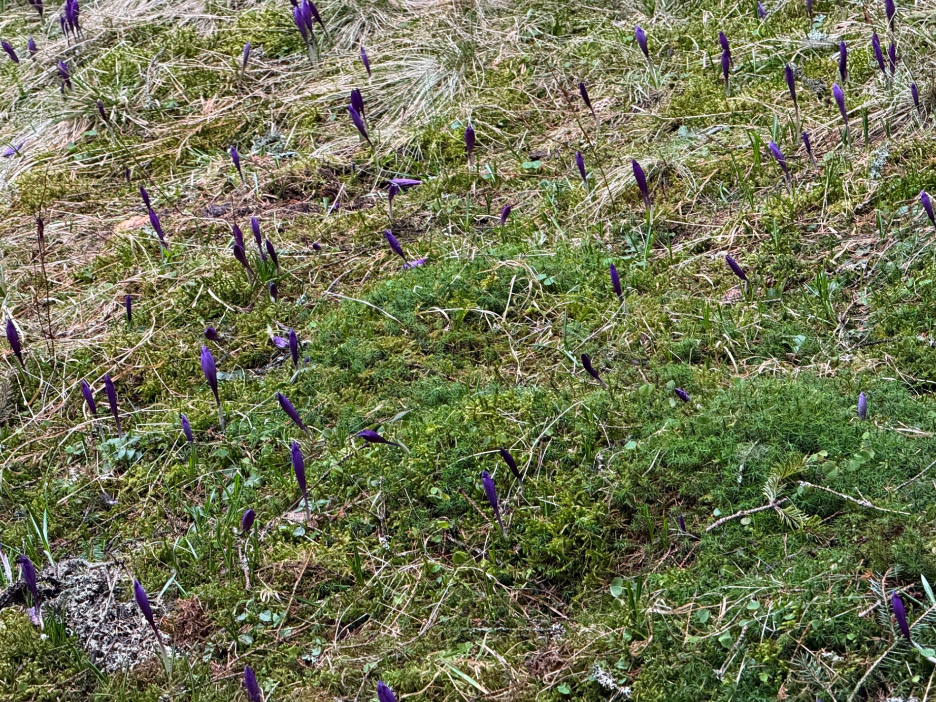 Чи варто йти в похід на Кукул, коли квітнуть крокуси: пригоди журналістки