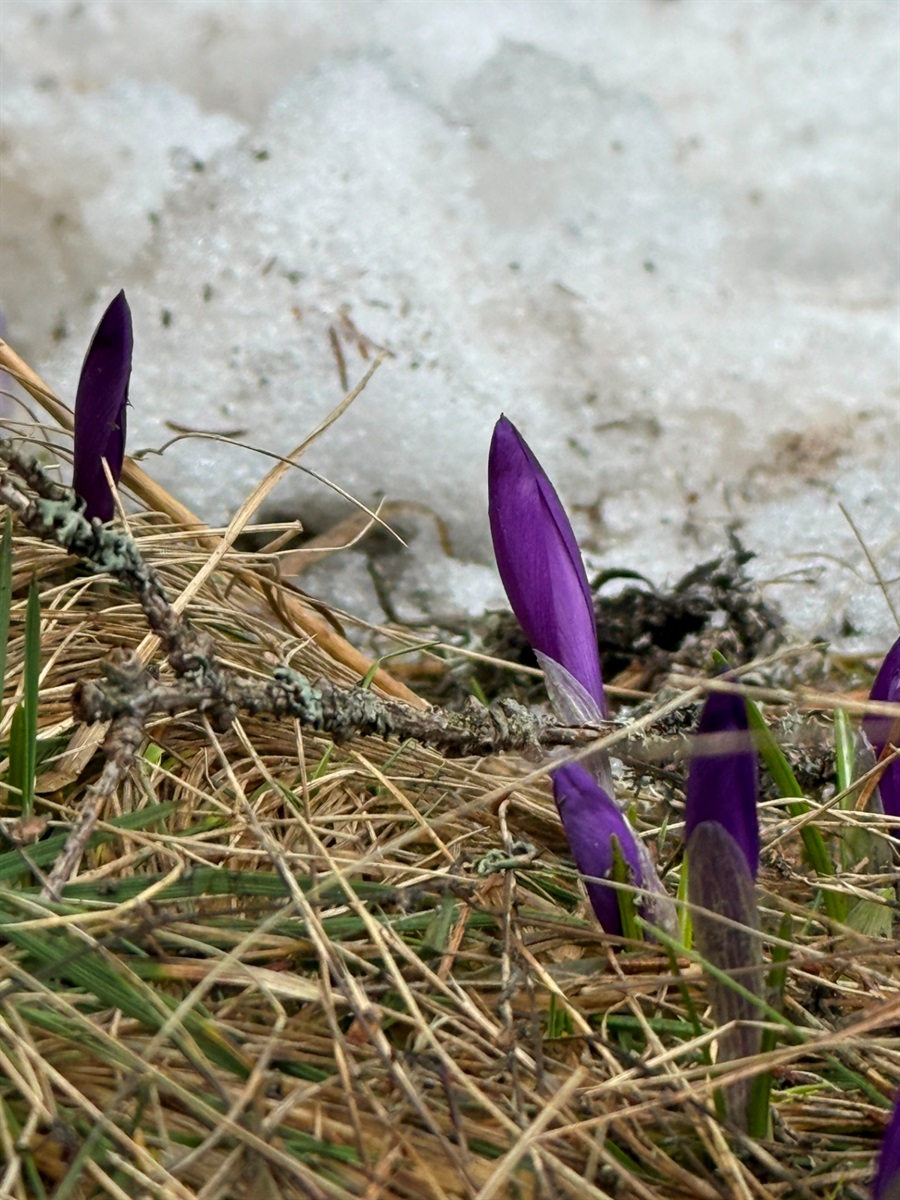 Чи варто йти в похід на Кукул, коли квітнуть крокуси: пригоди журналістки