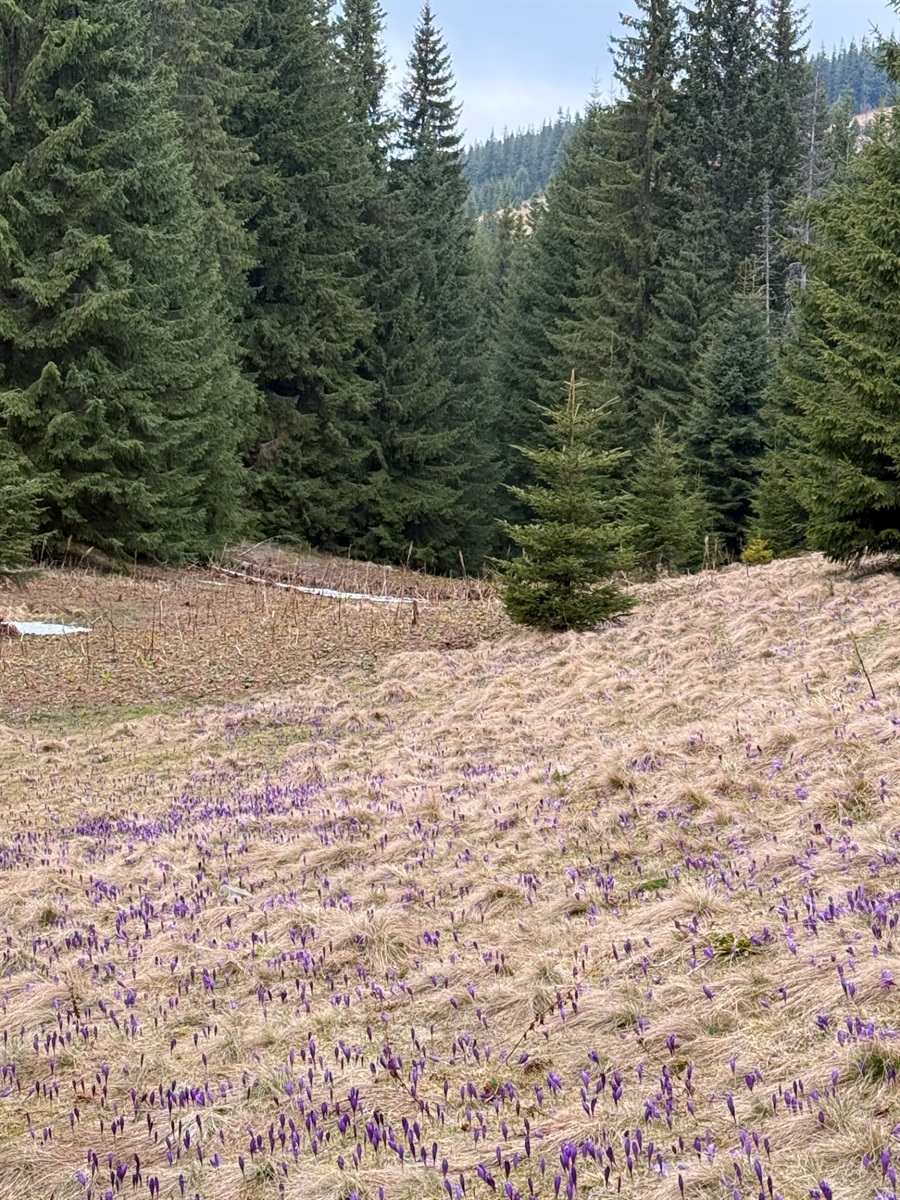 Чи варто йти в похід на Кукул, коли квітнуть крокуси: пригоди журналістки