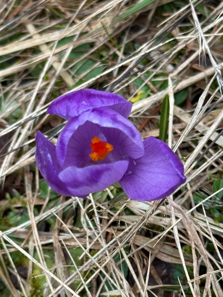 Чи варто йти в похід на Кукул, коли квітнуть крокуси: пригоди журналістки