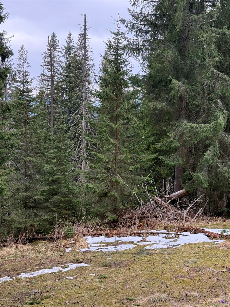Чи варто йти в похід на Кукул, коли квітнуть крокуси: пригоди журналістки