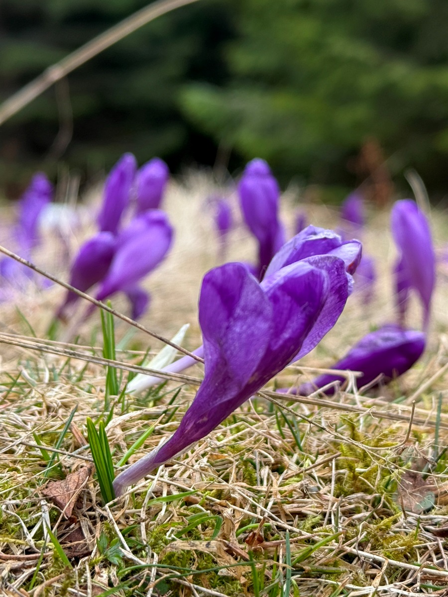 Чи варто йти в похід на Кукул, коли квітнуть крокуси: пригоди журналістки