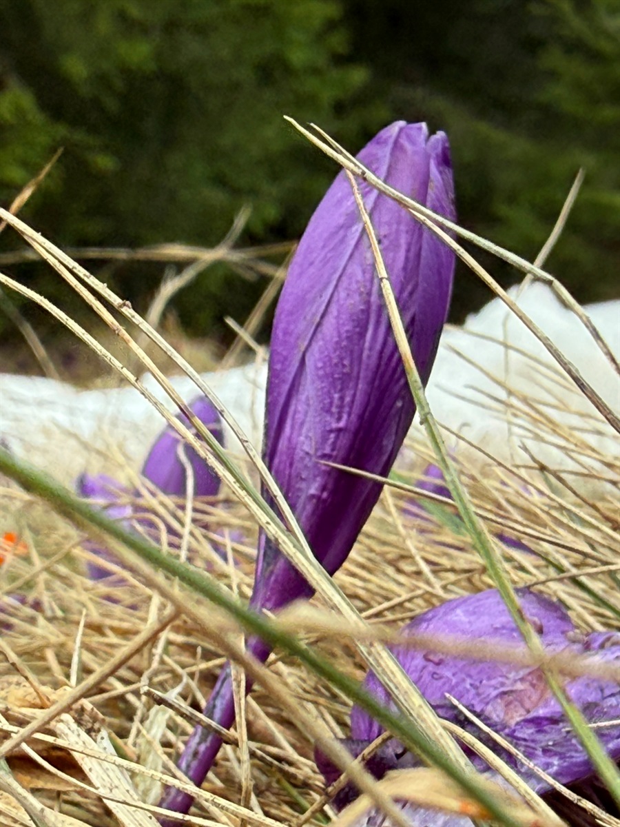 Чи варто йти в похід на Кукул, коли квітнуть крокуси: пригоди журналістки