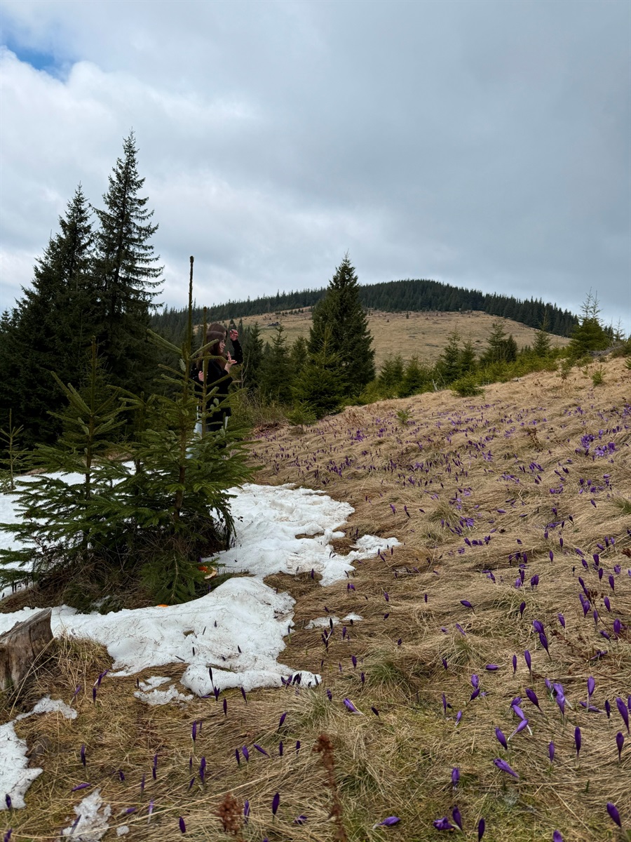 Чи варто йти в похід на Кукул, коли квітнуть крокуси: пригоди журналістки