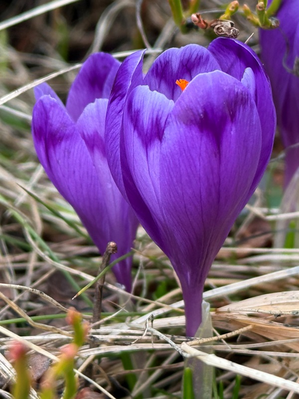 Чи варто йти в похід на Кукул, коли квітнуть крокуси: пригоди журналістки