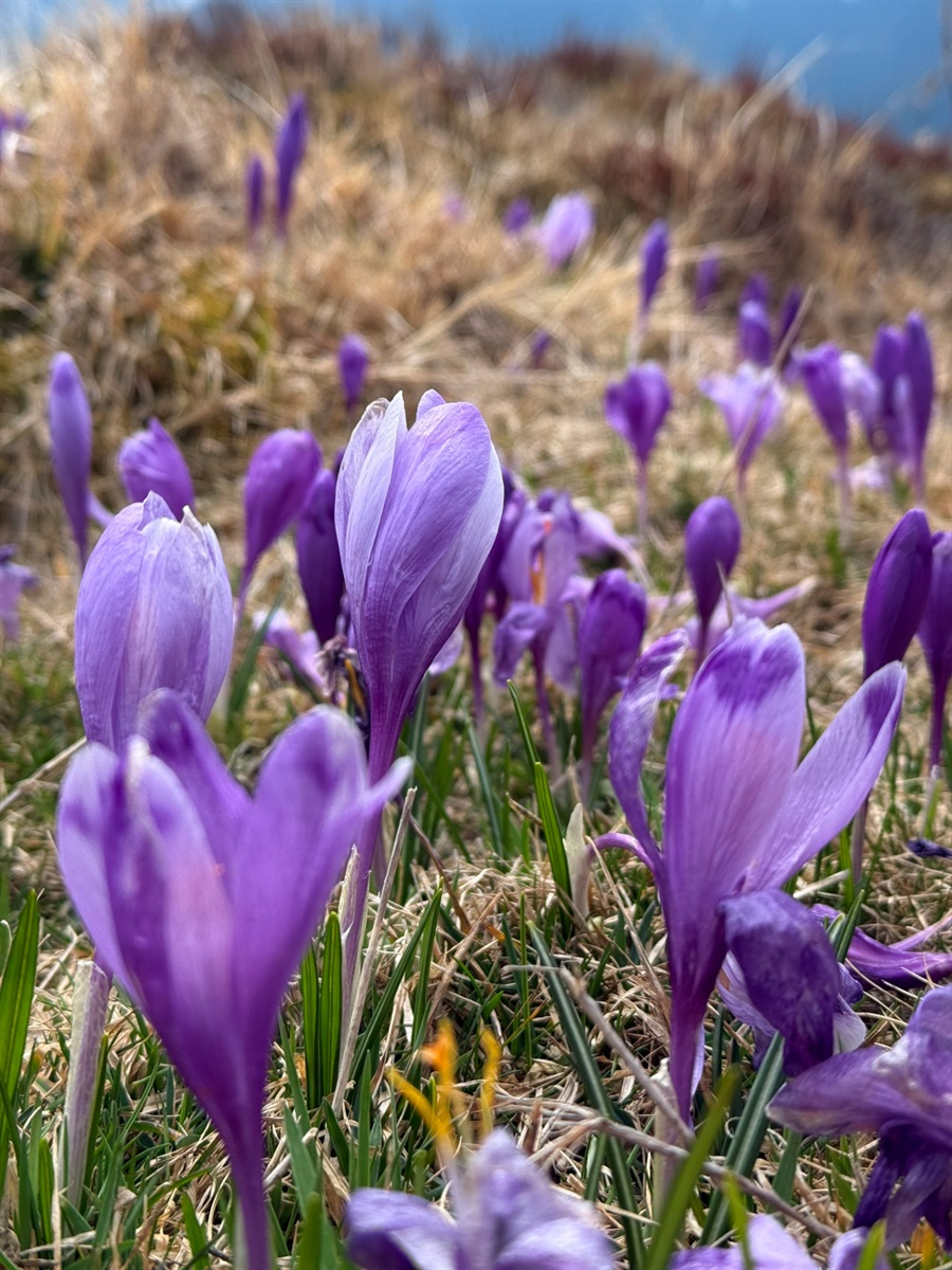 Чи варто йти в похід на Кукул, коли квітнуть крокуси: пригоди журналістки