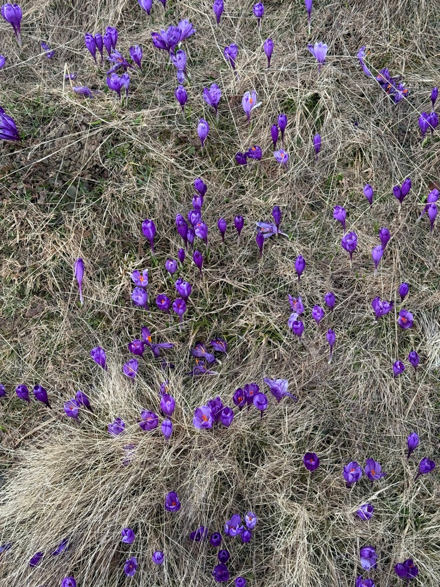 Чи варто йти в похід на Кукул, коли квітнуть крокуси: пригоди журналістки