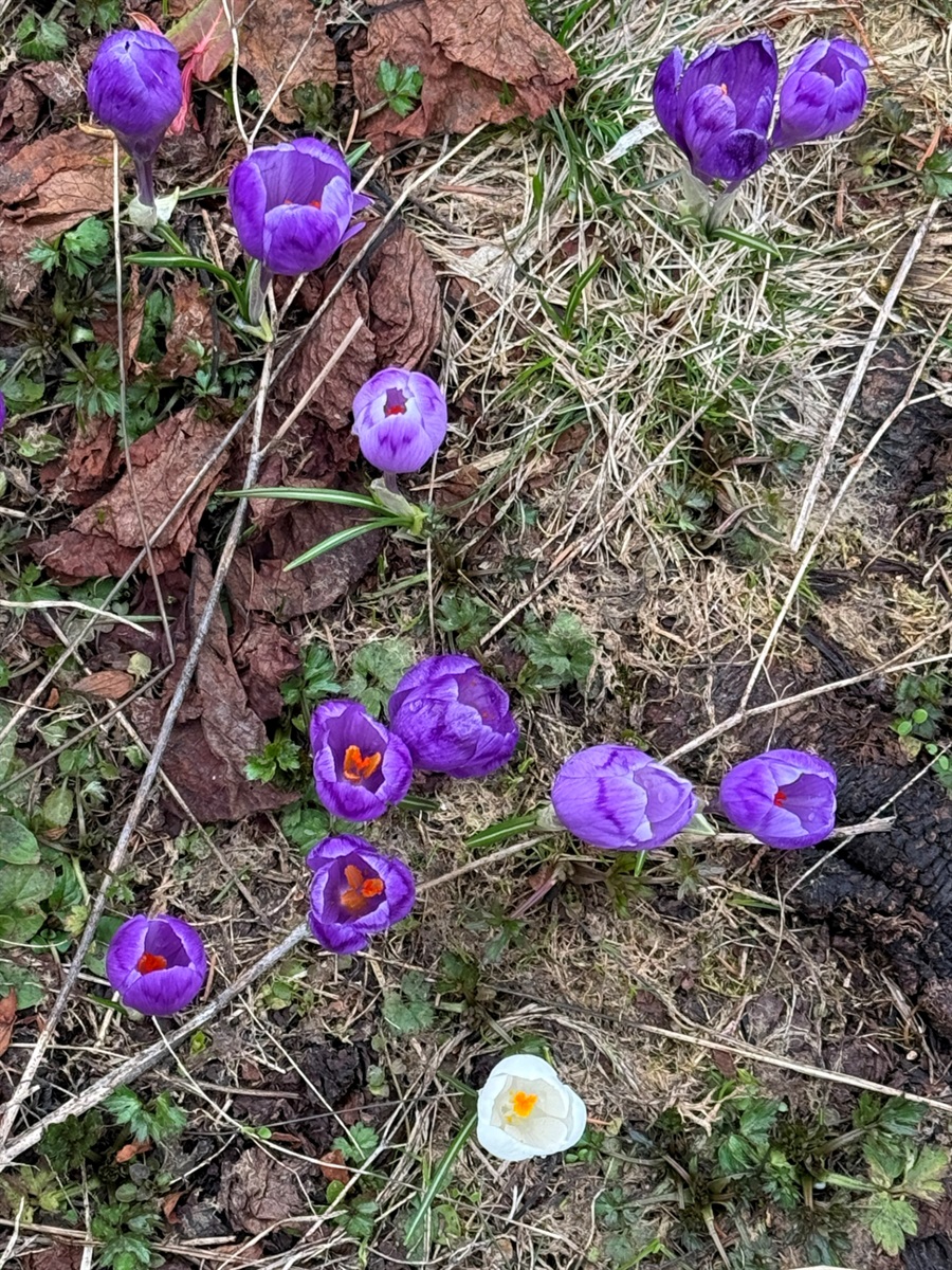 Чи варто йти в похід на Кукул, коли квітнуть крокуси: пригоди журналістки