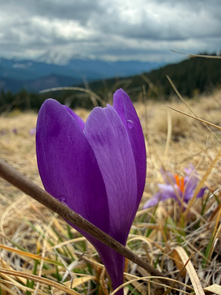 Чи варто йти в похід на Кукул, коли квітнуть крокуси: пригоди журналістки