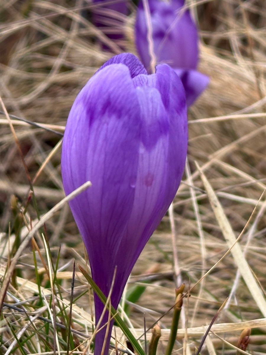 Чи варто йти в похід на Кукул, коли квітнуть крокуси: пригоди журналістки
