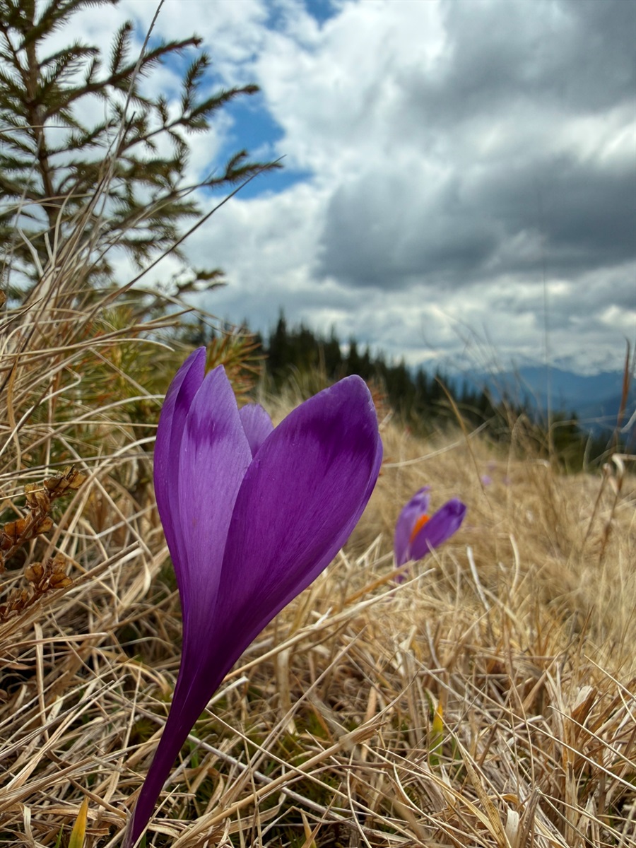 Чи варто йти в похід на Кукул, коли квітнуть крокуси: пригоди журналістки