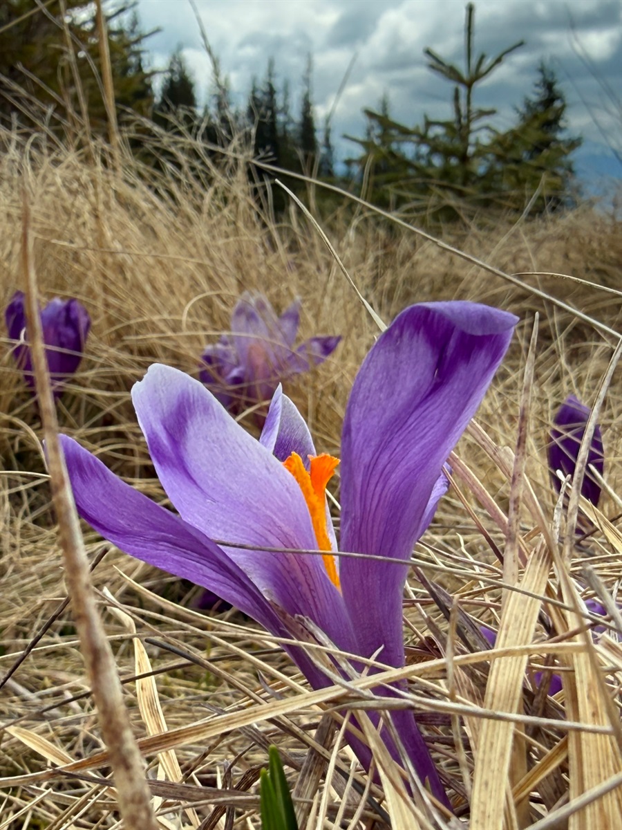 Чи варто йти в похід на Кукул, коли квітнуть крокуси: пригоди журналістки