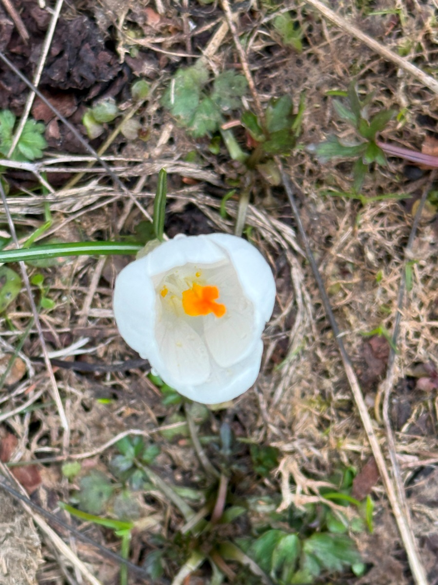 Чи варто йти в похід на Кукул, коли квітнуть крокуси: пригоди журналістки