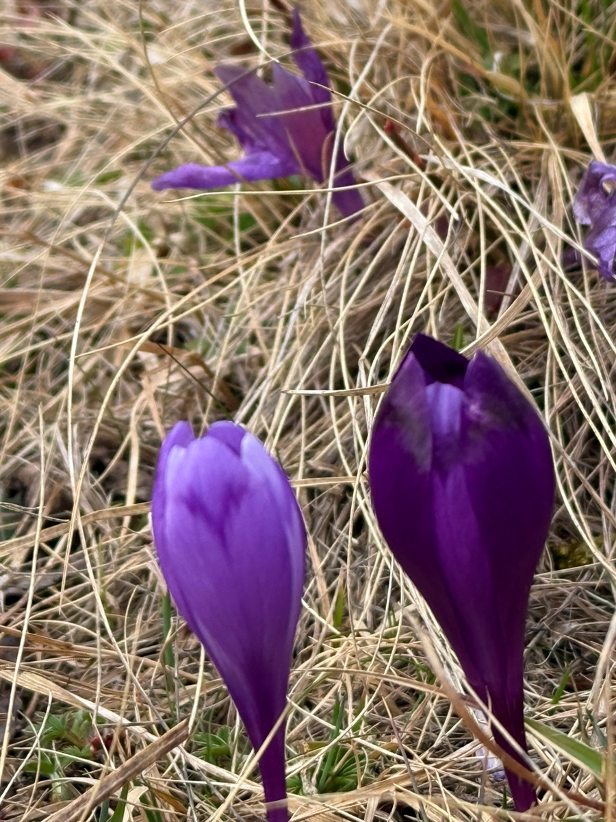 Чи варто йти в похід на Кукул, коли квітнуть крокуси: пригоди журналістки