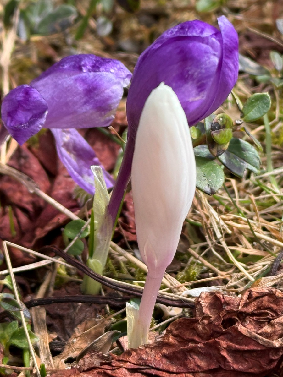 Чи варто йти в похід на Кукул, коли квітнуть крокуси: пригоди журналістки