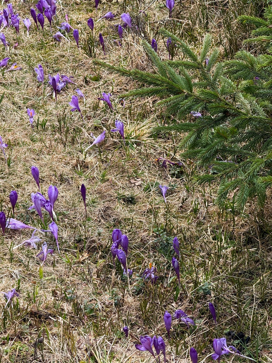 Чи варто йти в похід на Кукул, коли квітнуть крокуси: пригоди журналістки