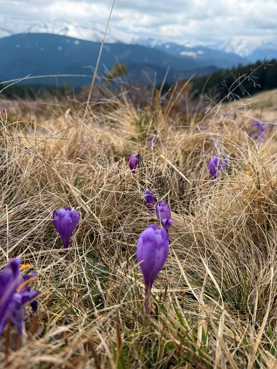 Чи варто йти в похід на Кукул, коли квітнуть крокуси: пригоди журналістки