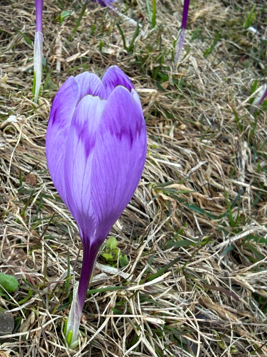 Чи варто йти в похід на Кукул, коли квітнуть крокуси: пригоди журналістки