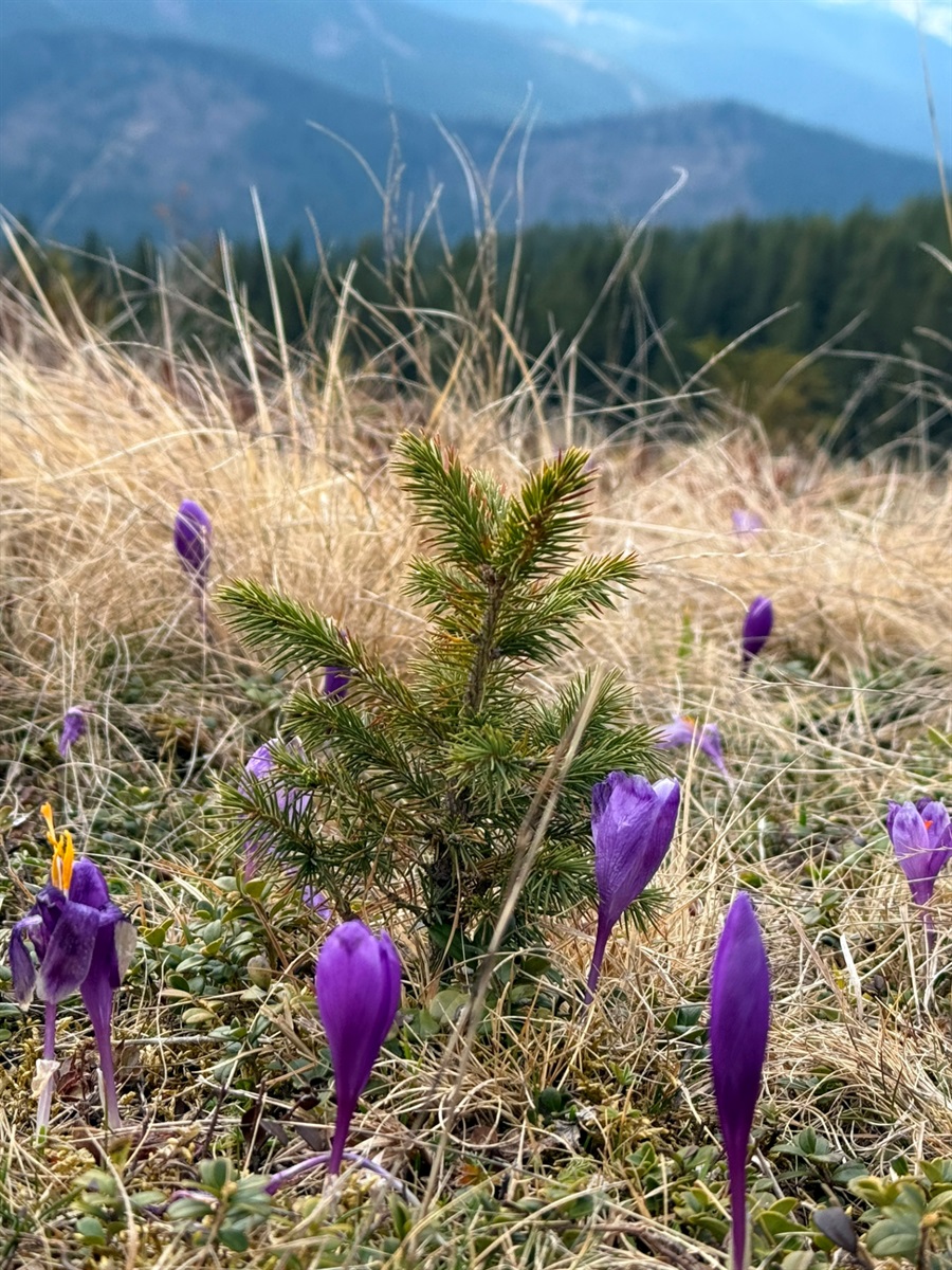 Чи варто йти в похід на Кукул, коли квітнуть крокуси: пригоди журналістки