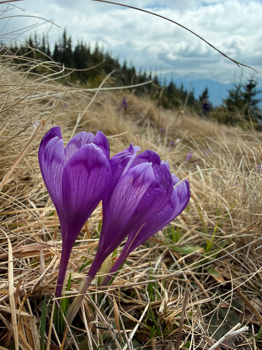 Чи варто йти в похід на Кукул, коли квітнуть крокуси: пригоди журналістки