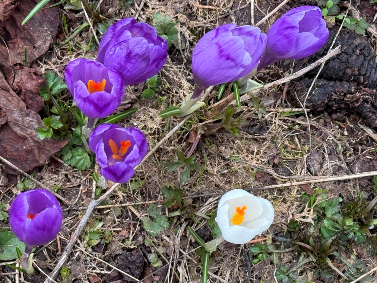 Чи варто йти в похід на Кукул, коли квітнуть крокуси: пригоди журналістки