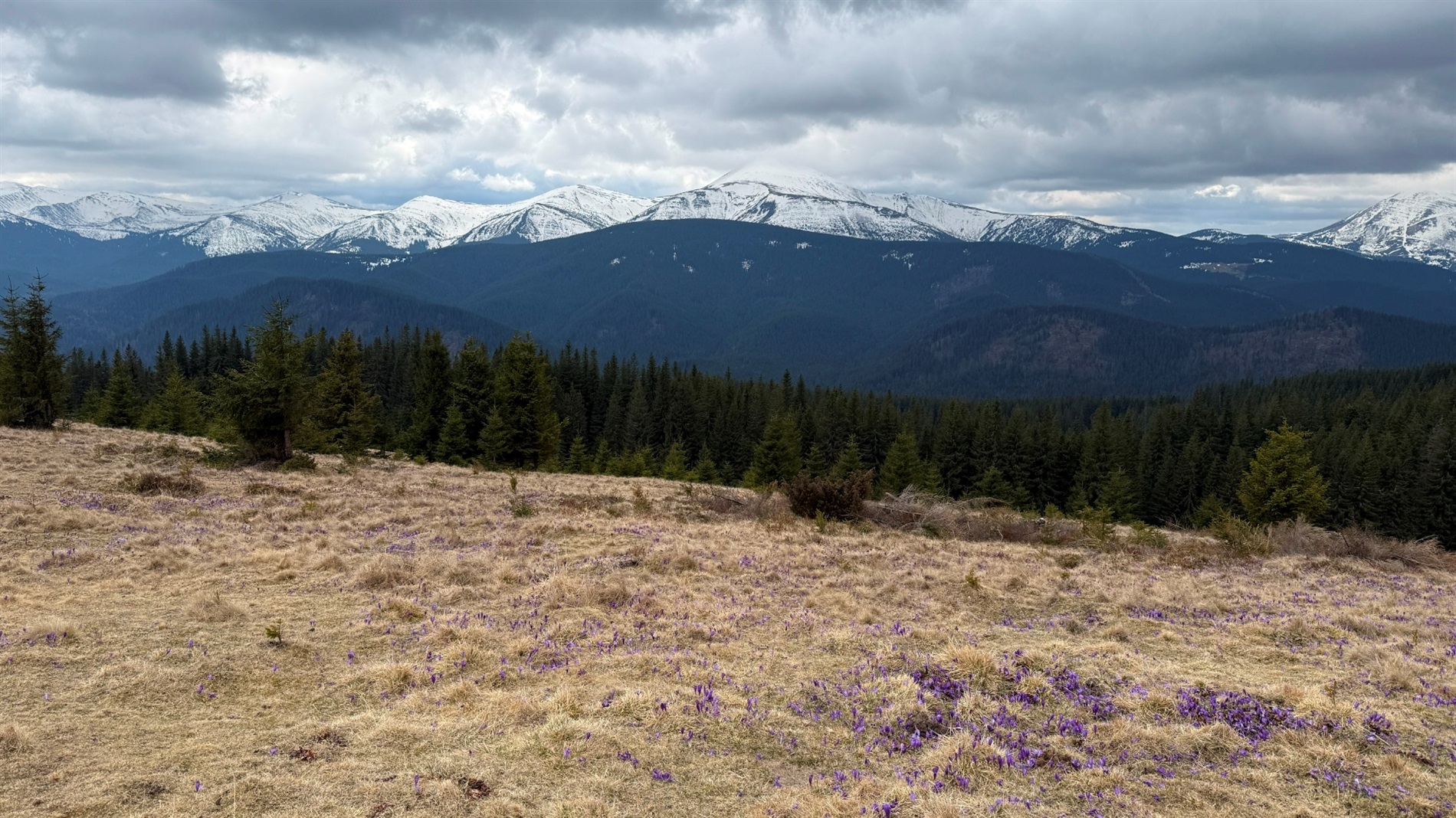 Чи варто йти в похід на Кукул, коли квітнуть крокуси: пригоди журналістки