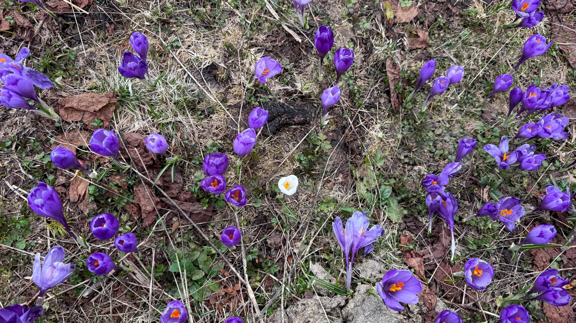 Чи варто йти в похід на Кукул, коли квітнуть крокуси: пригоди журналістки