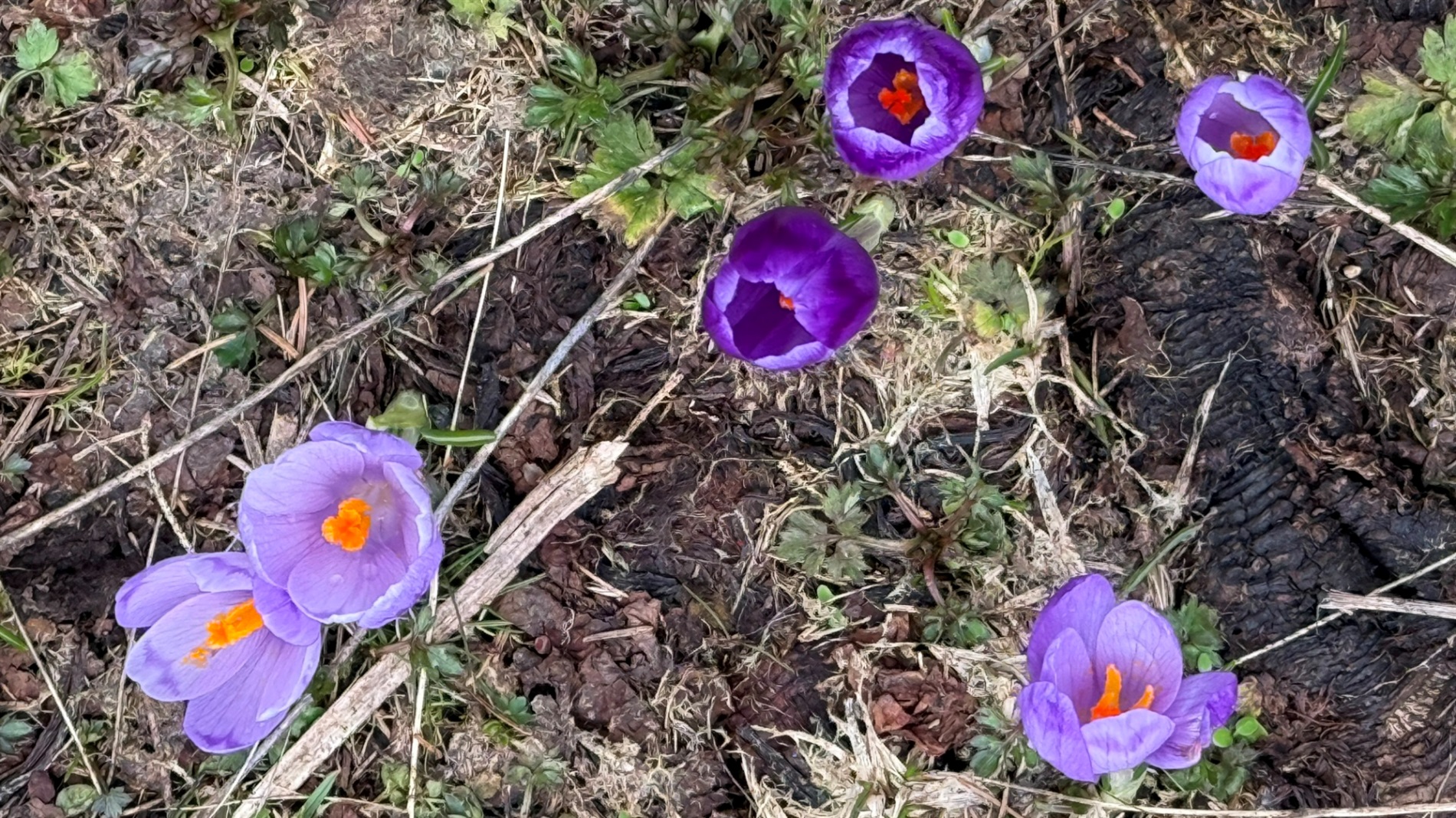 Чи варто йти в похід на Кукул, коли квітнуть крокуси: пригоди журналістки