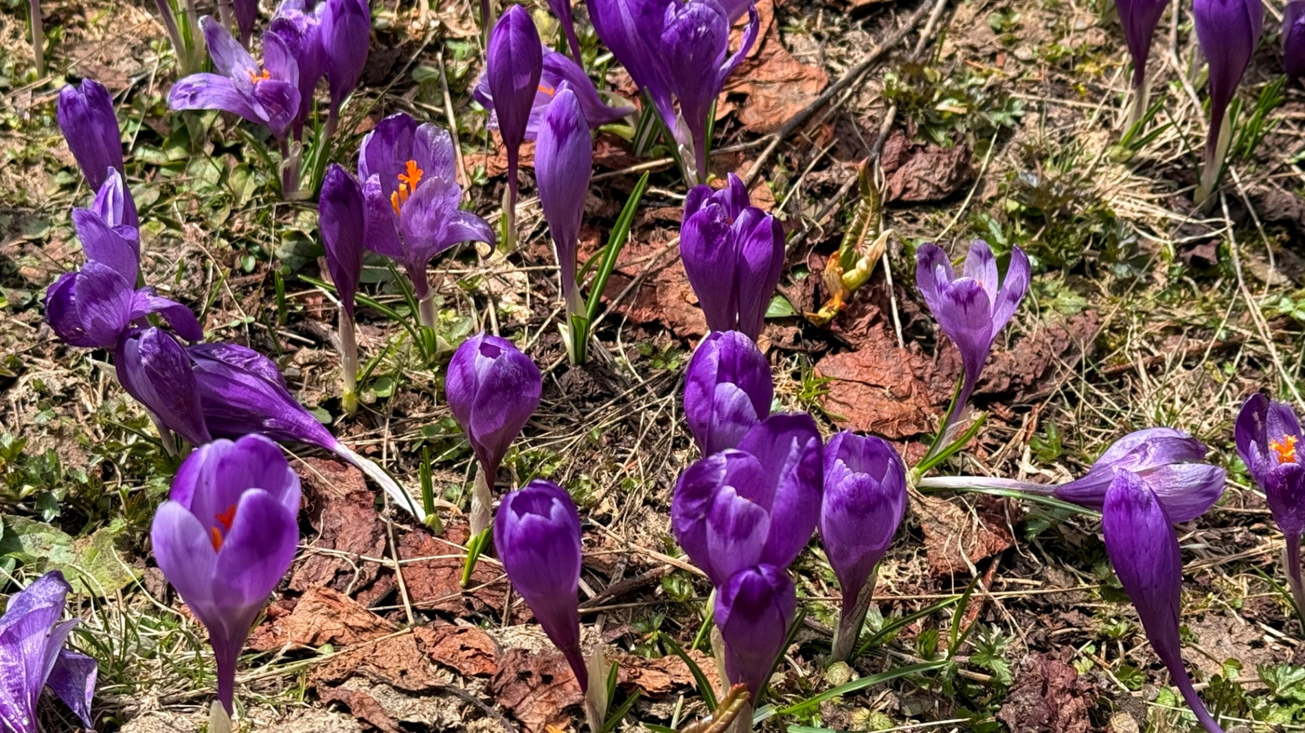 Чи варто йти в похід на Кукул, коли квітнуть крокуси: пригоди журналістки