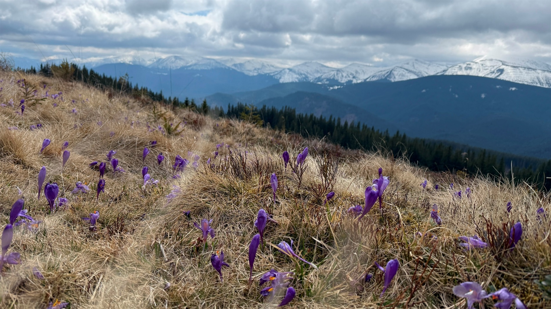 Чи варто йти в похід на Кукул, коли квітнуть крокуси: пригоди журналістки