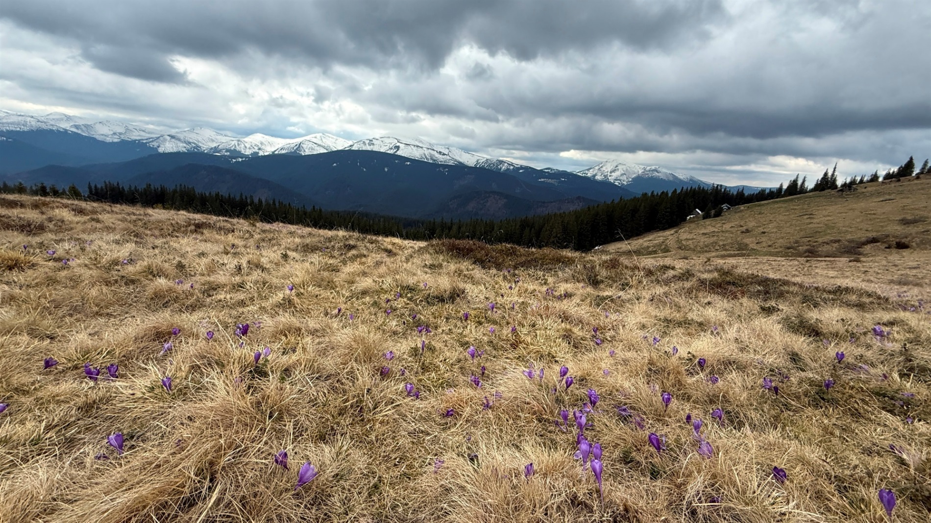 Чи варто йти в похід на Кукул, коли квітнуть крокуси: пригоди журналістки