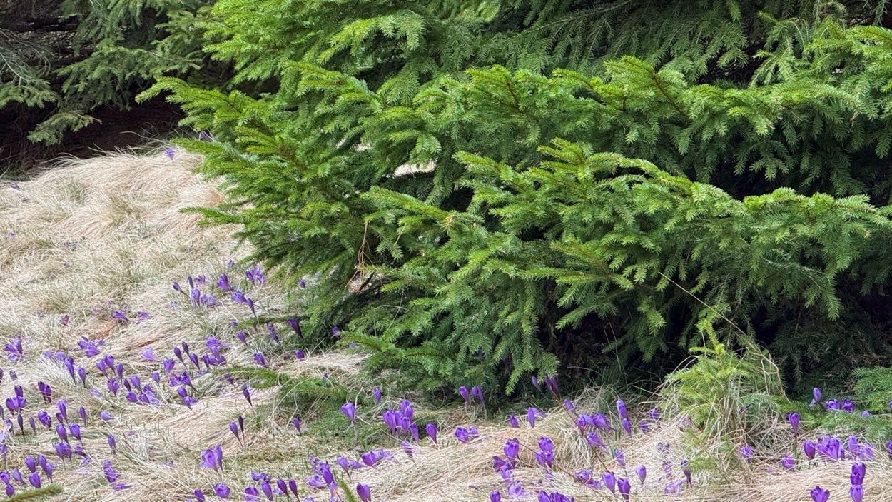 Крокуси під смереками