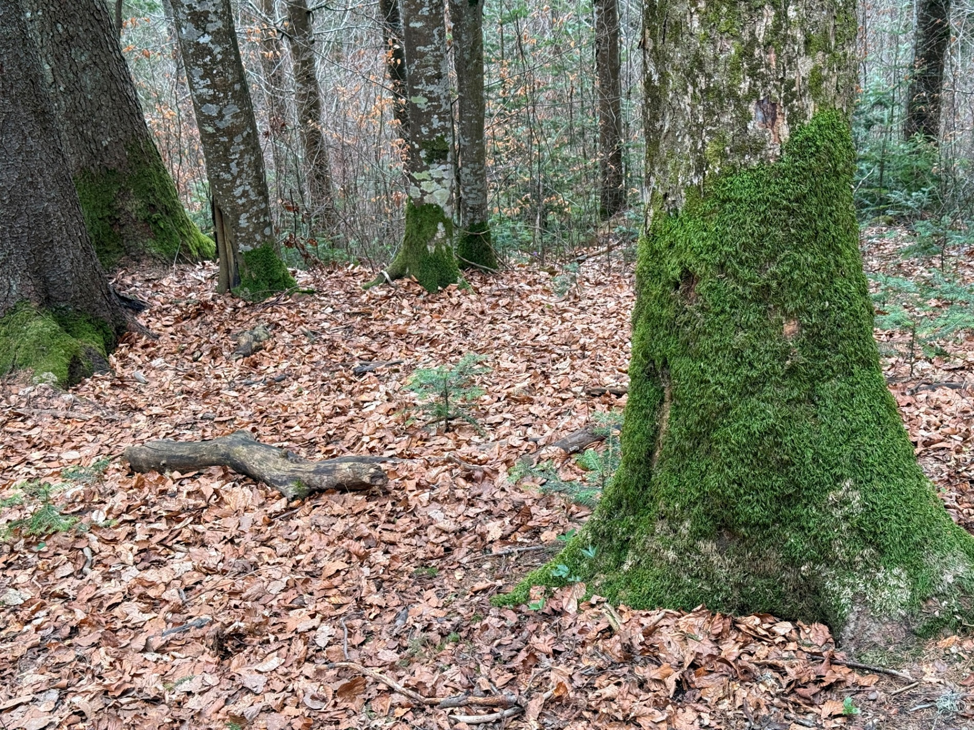 Чи варто йти в похід на Кукул, коли квітнуть крокуси: пригоди журналістки