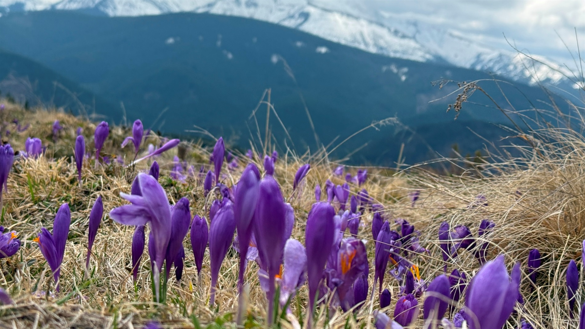 Чи варто йти в похід на Кукул, коли квітнуть крокуси: пригоди журналістки