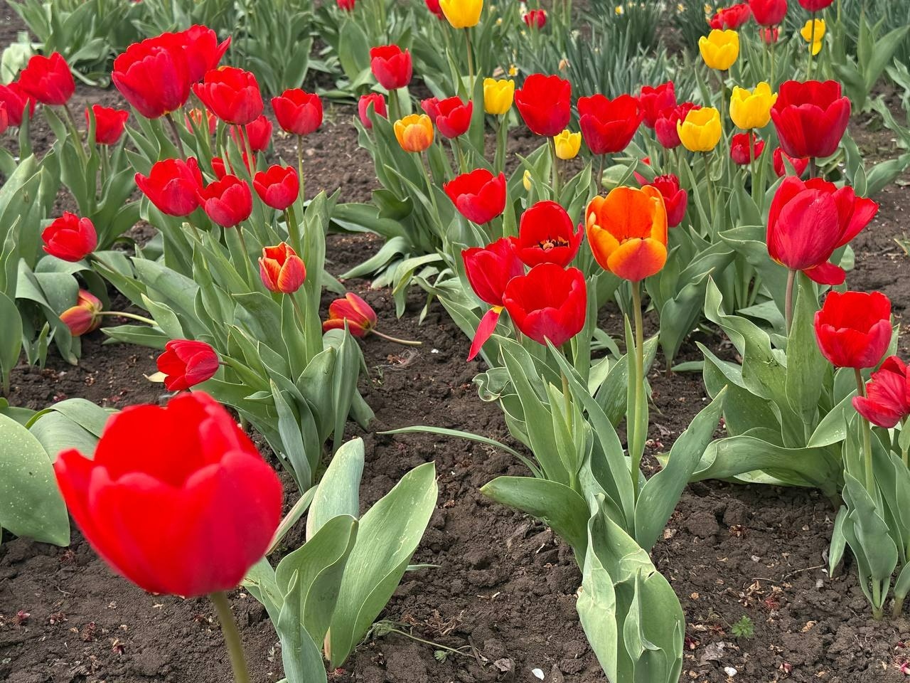 Тюльпановий бум у Первомайську: місто без туристичних маршрутів, але з тисячами квітів