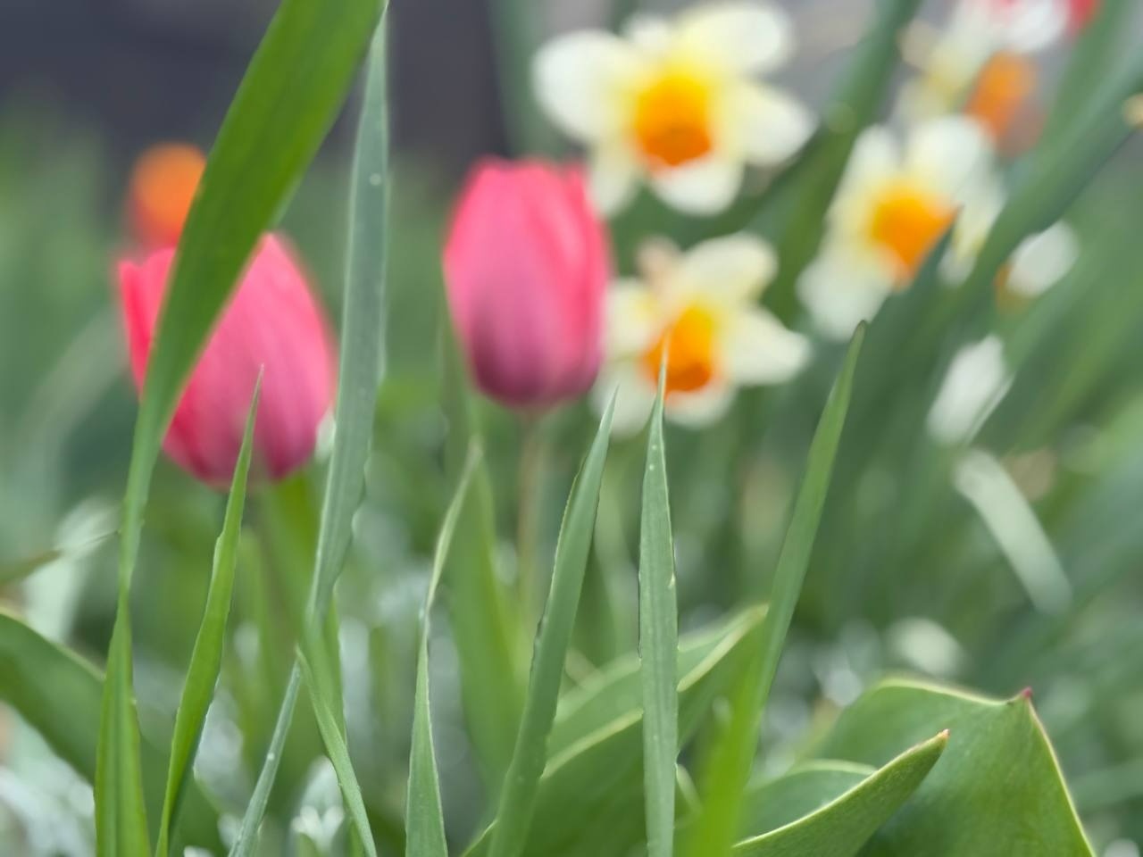 Тюльпановий бум у Первомайську: місто без туристичних маршрутів, але з тисячами квітів