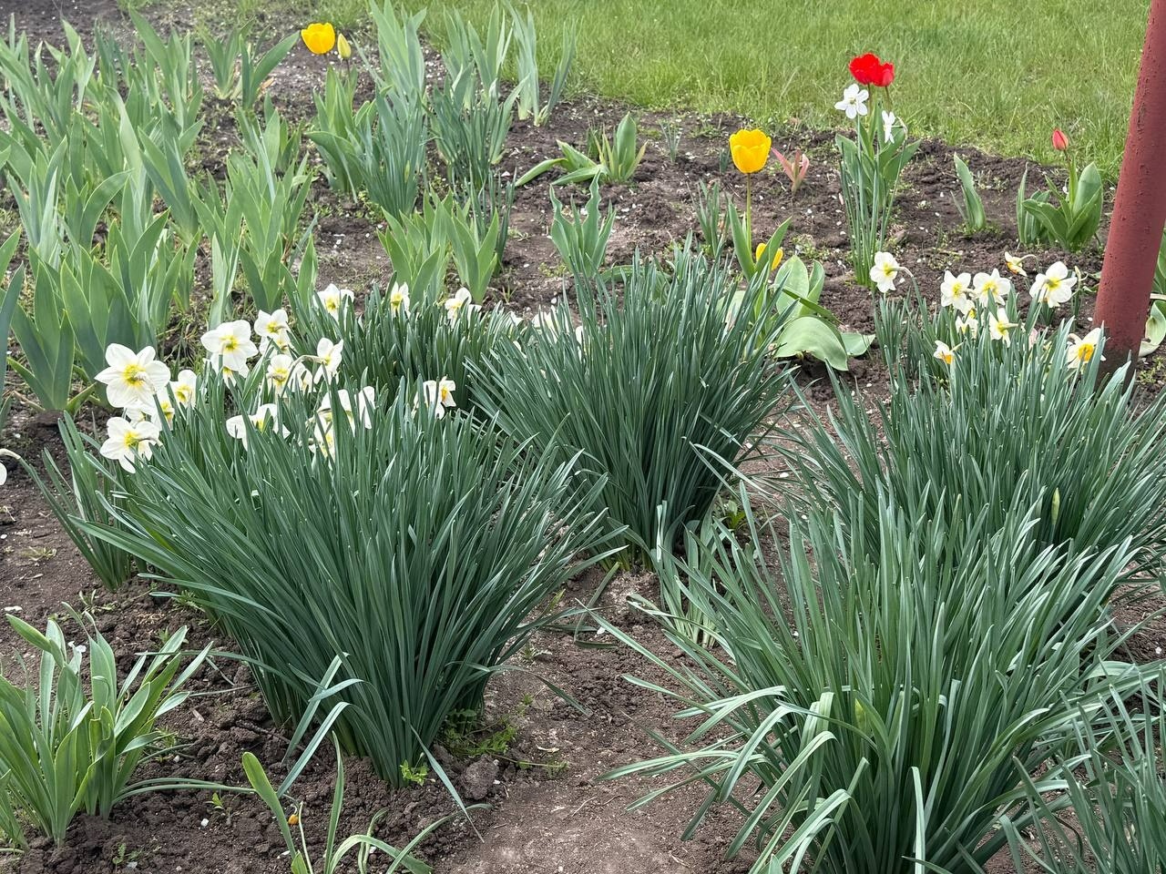 Тюльпановий бум у Первомайську: місто без туристичних маршрутів, але з тисячами квітів