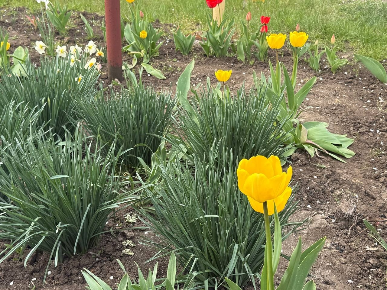 Тюльпановий бум у Первомайську: місто без туристичних маршрутів, але з тисячами квітів