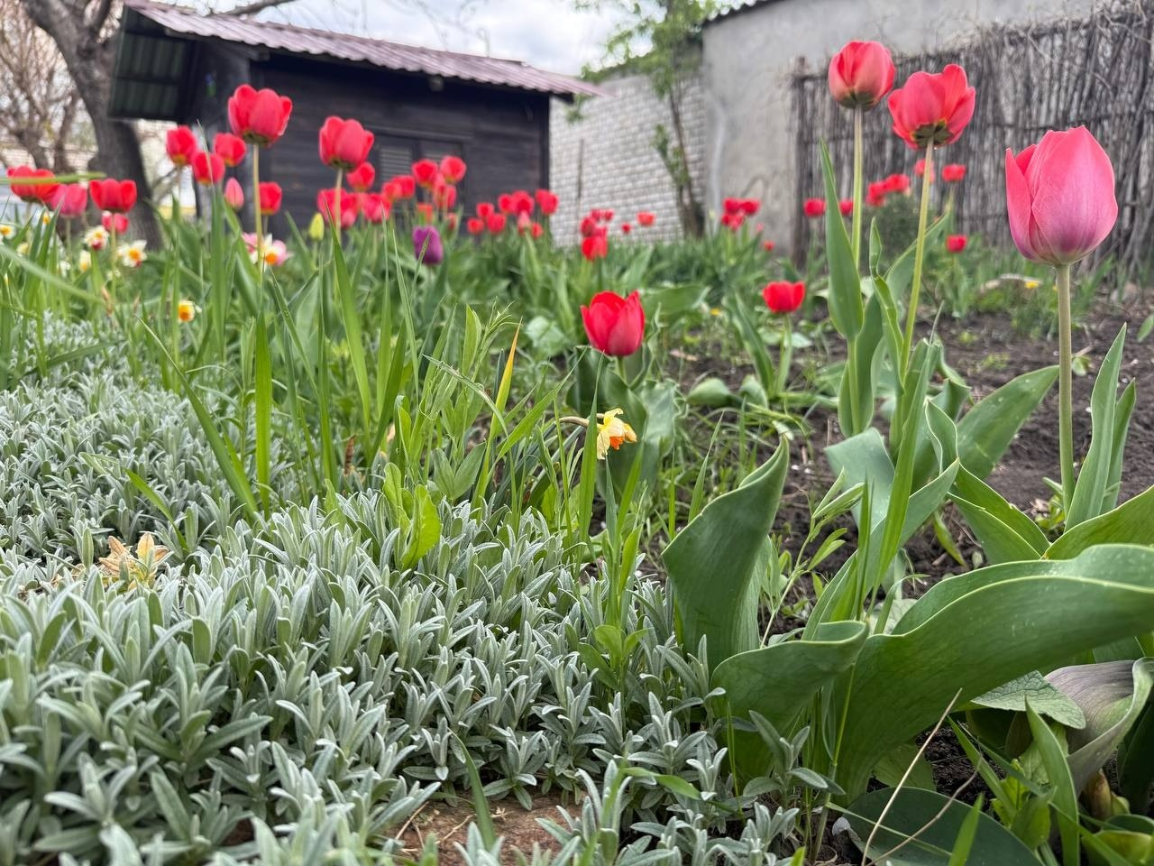 Тюльпановий бум у Первомайську: місто без туристичних маршрутів, але з тисячами квітів
