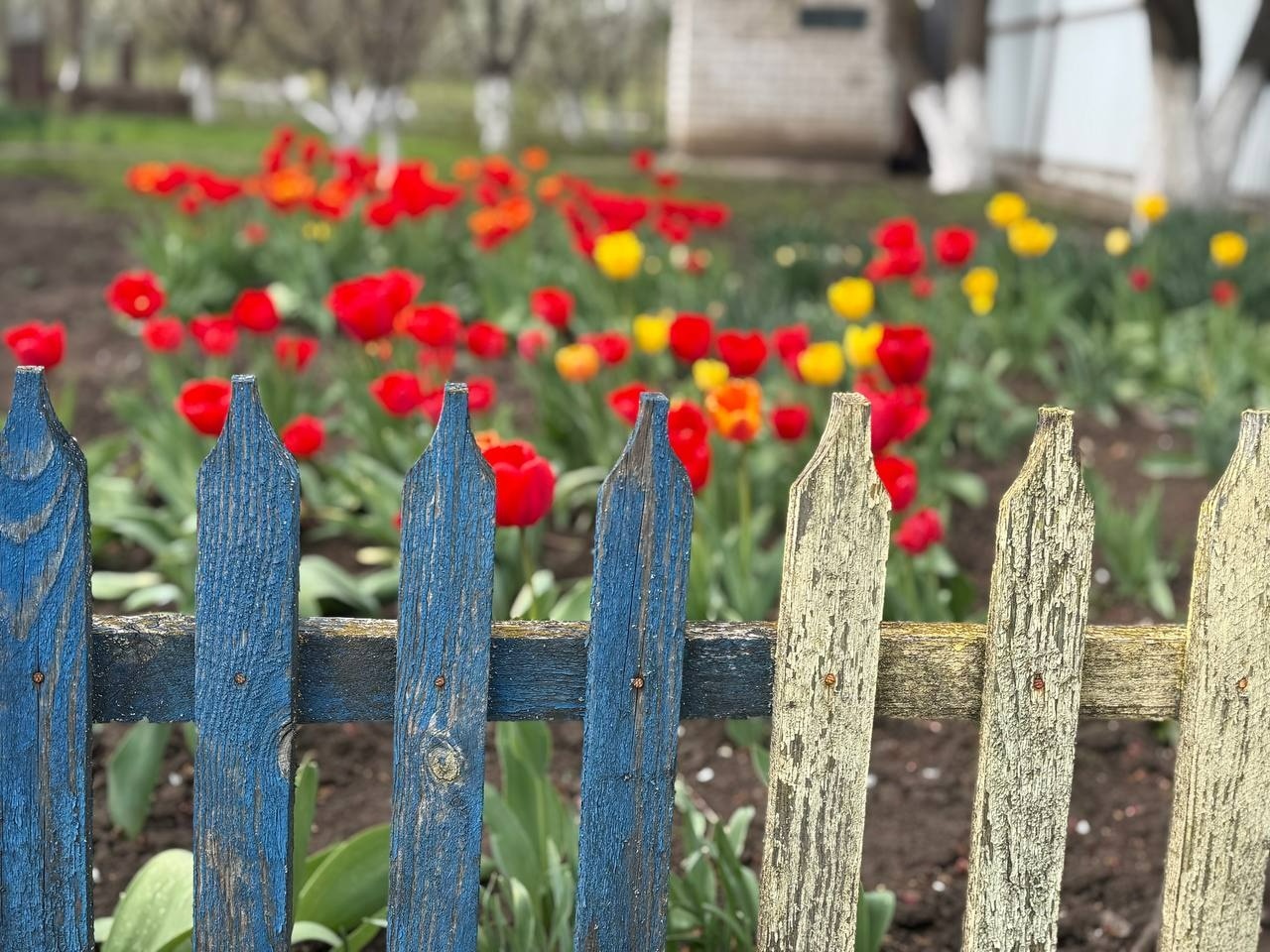 Тюльпановий бум у Первомайську: місто без туристичних маршрутів, але з тисячами квітів